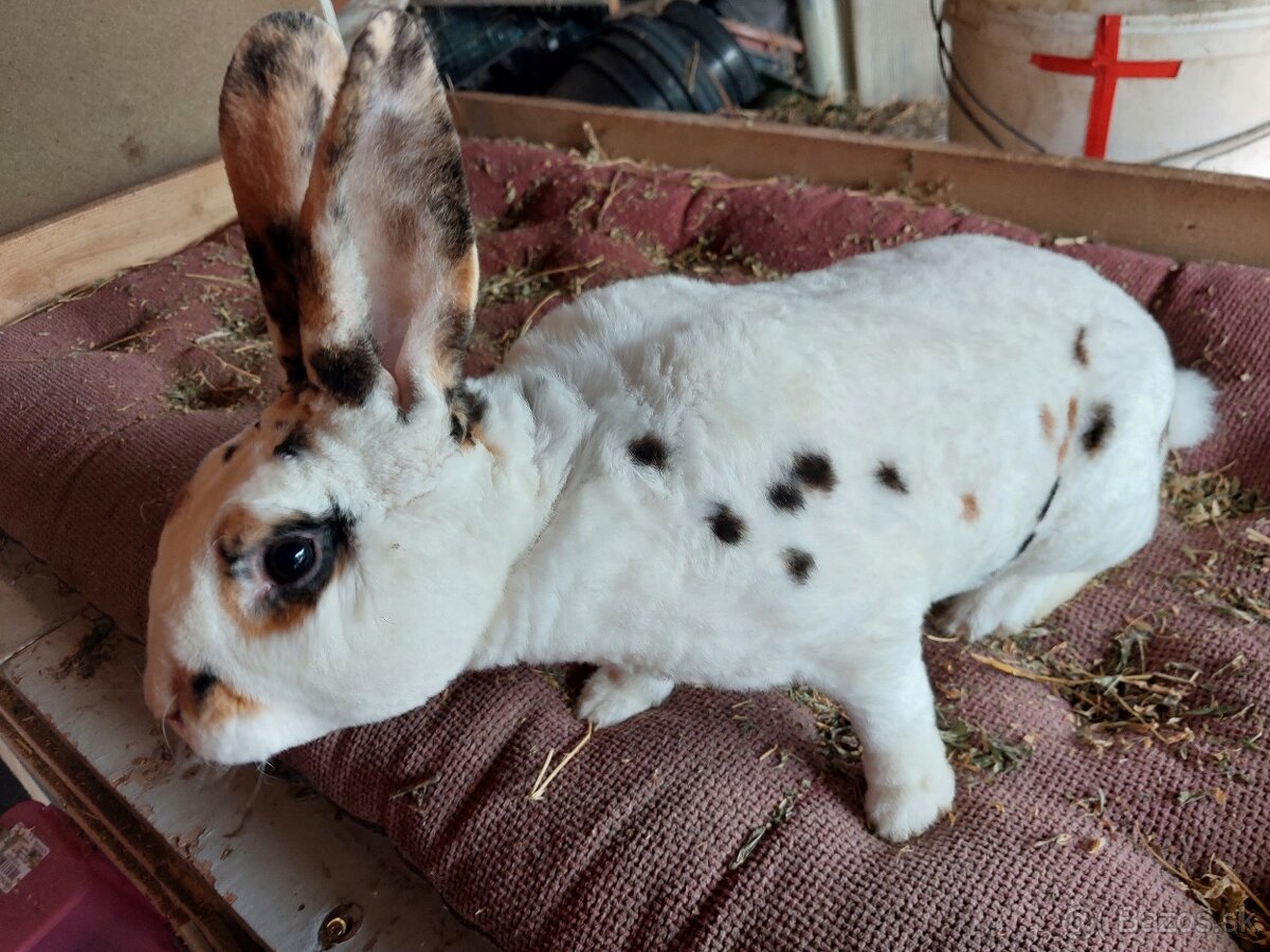 Dalmatinský rex