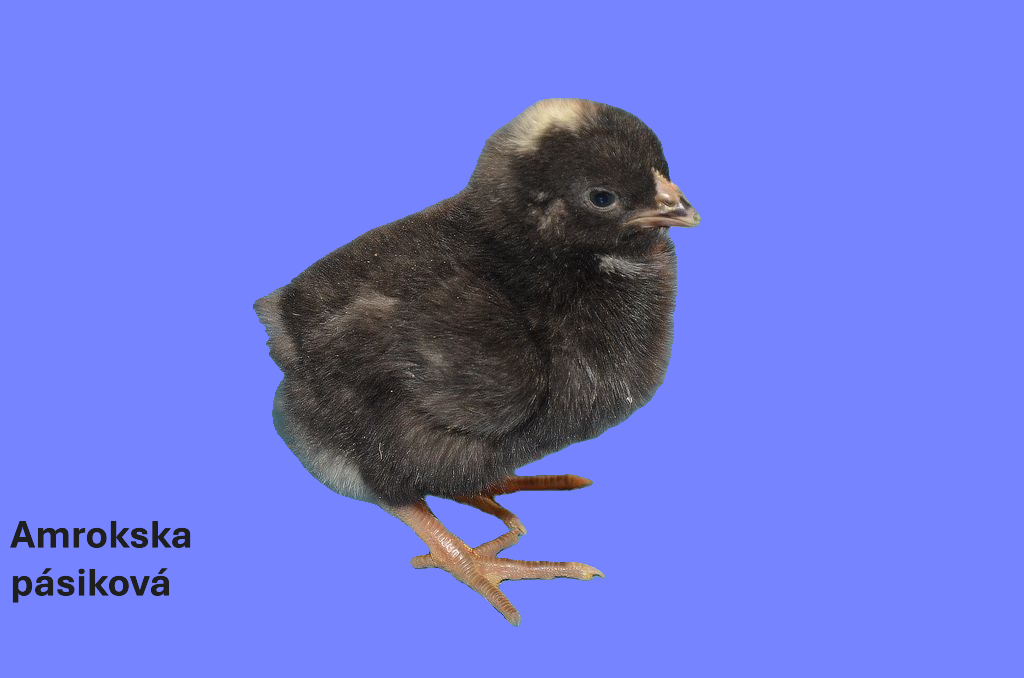 3-dňové kurčatá Amrokska pásiková.