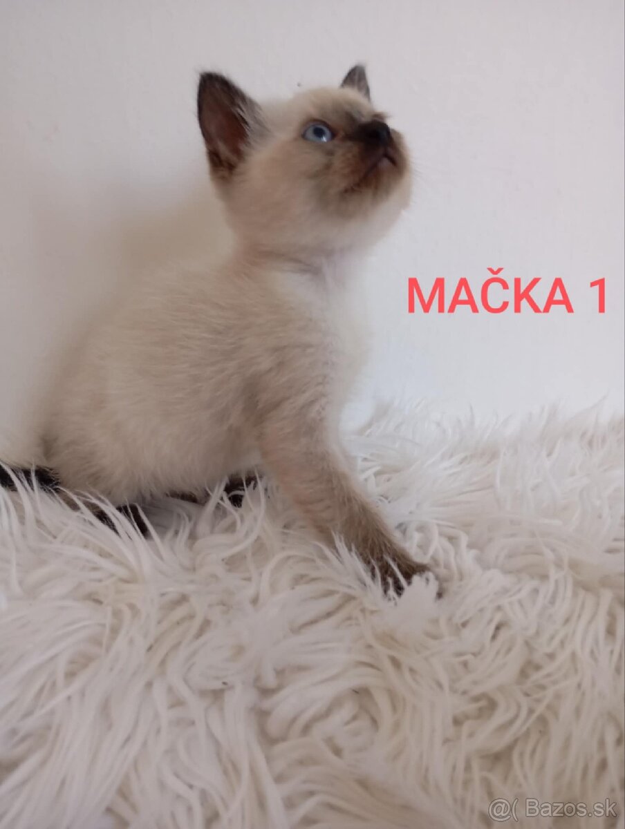 Mačiatka