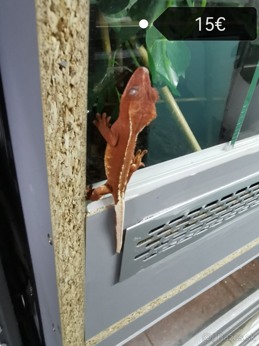 Pagekon riasnaty