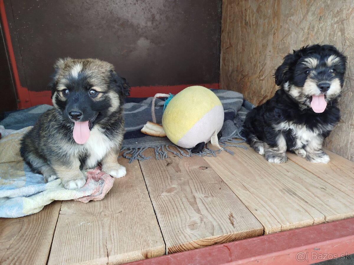 Šteniatka X 2x psik