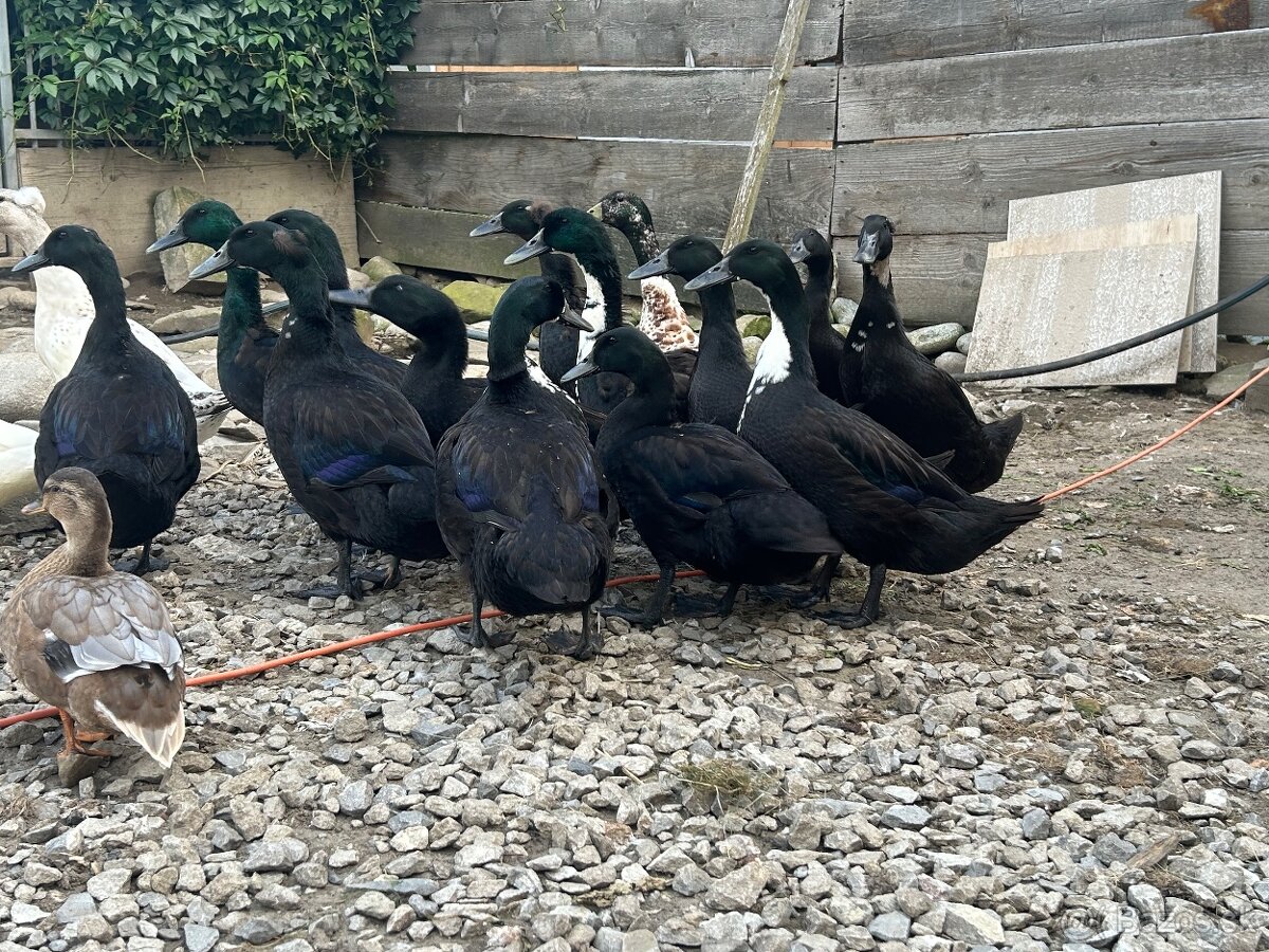 Kacky