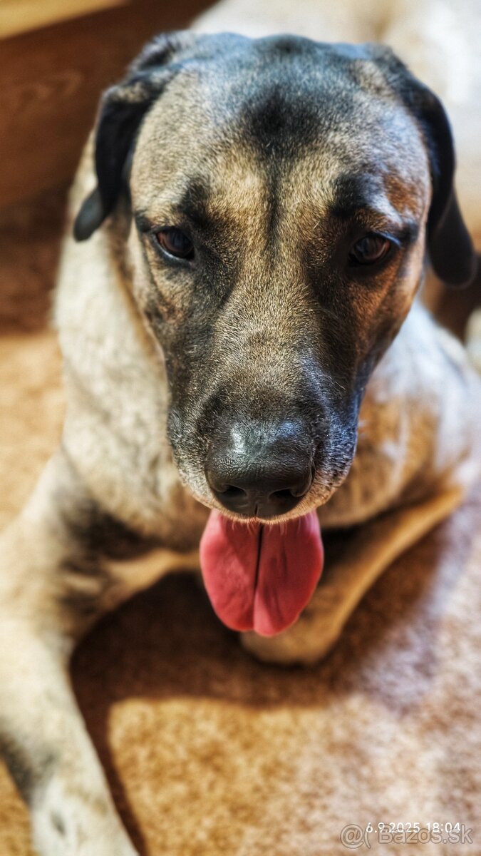 Kangalský pastevecký pes