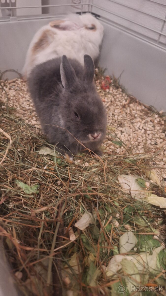 Darujeme zajačika zakrsleho