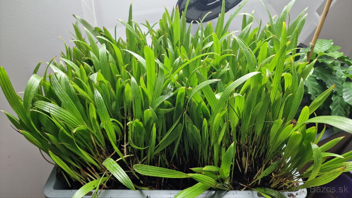 Sadenice mrazuvzdornej palmy Trachycarpus fortunei