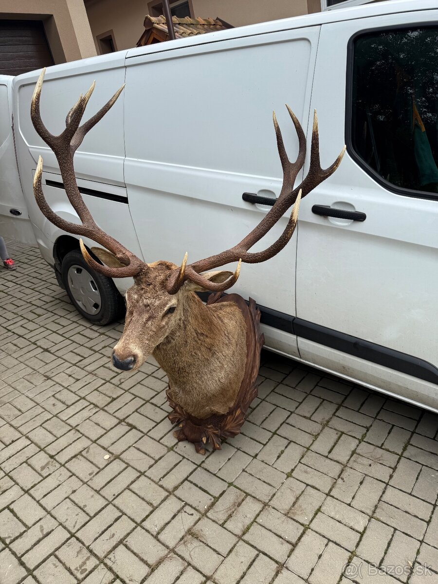 Trofej,parohy,parozie ,jelen