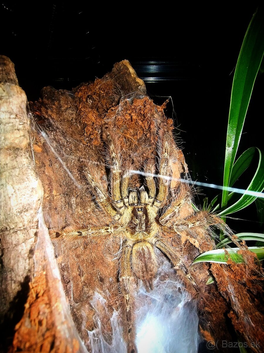 Pavúk, Vtáčkar , Tarantula , Terárium