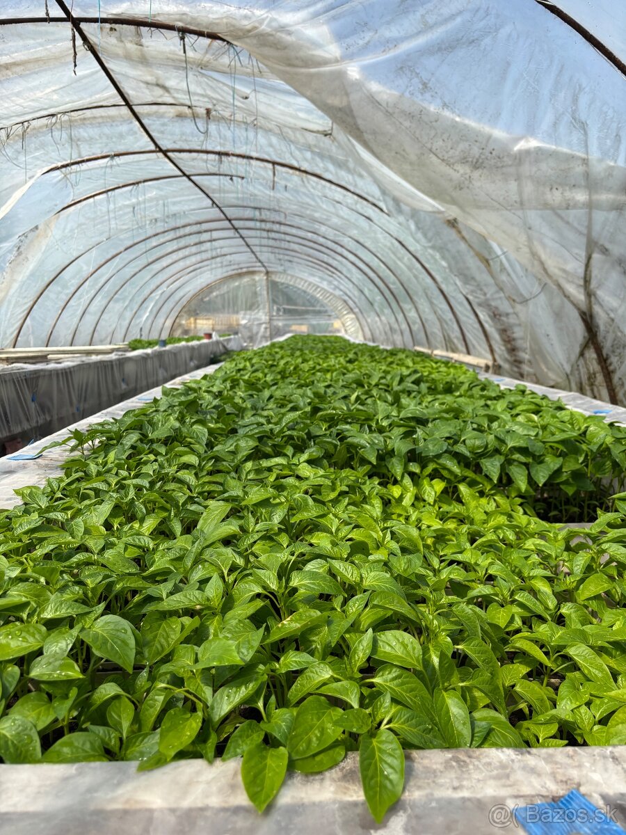 Planty