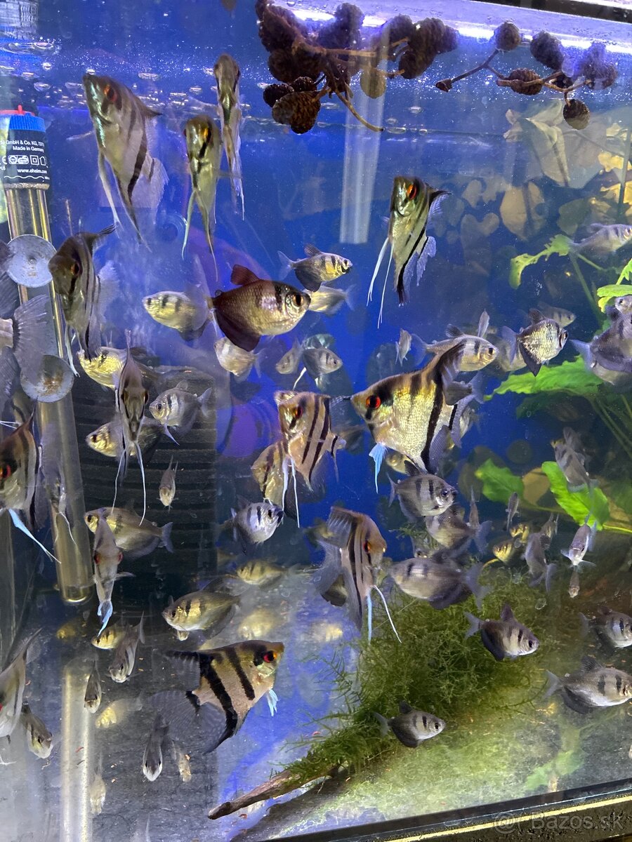 Skalár amazonský a tetra čierna