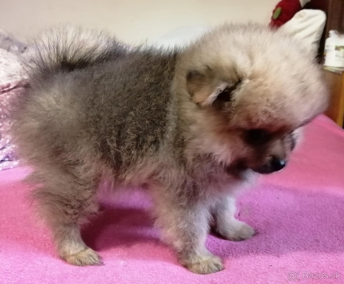Prodám štěňata pomeranianu