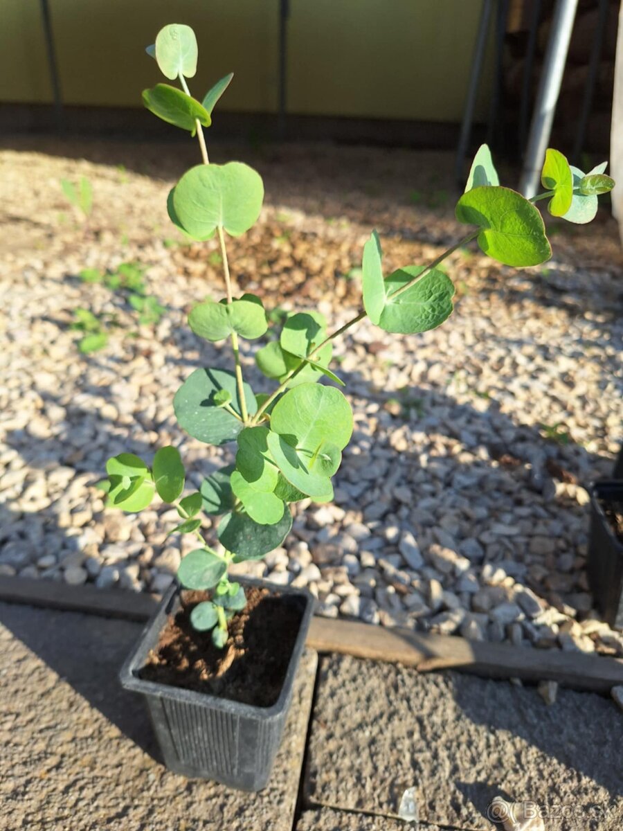 Eukalyptus Silver dollar