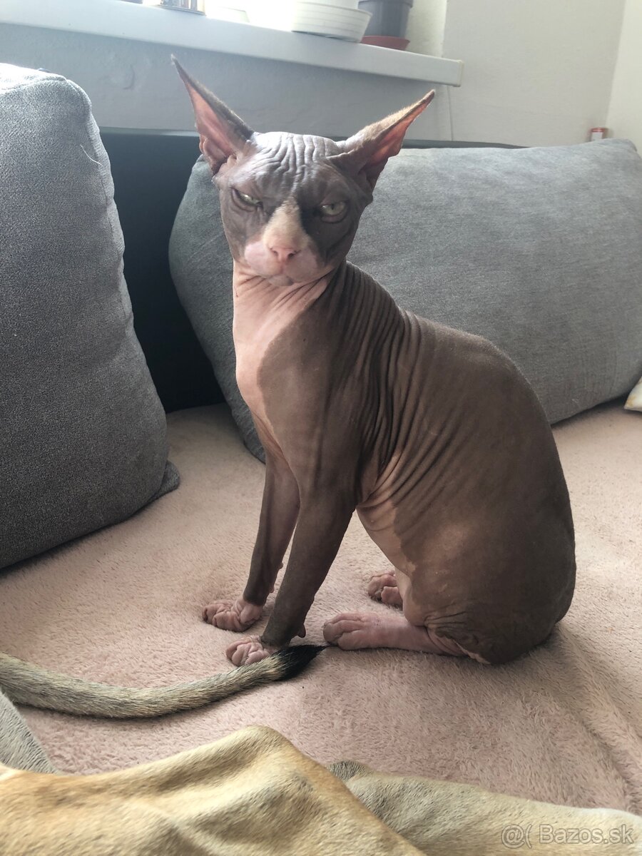 Predám Sphynx