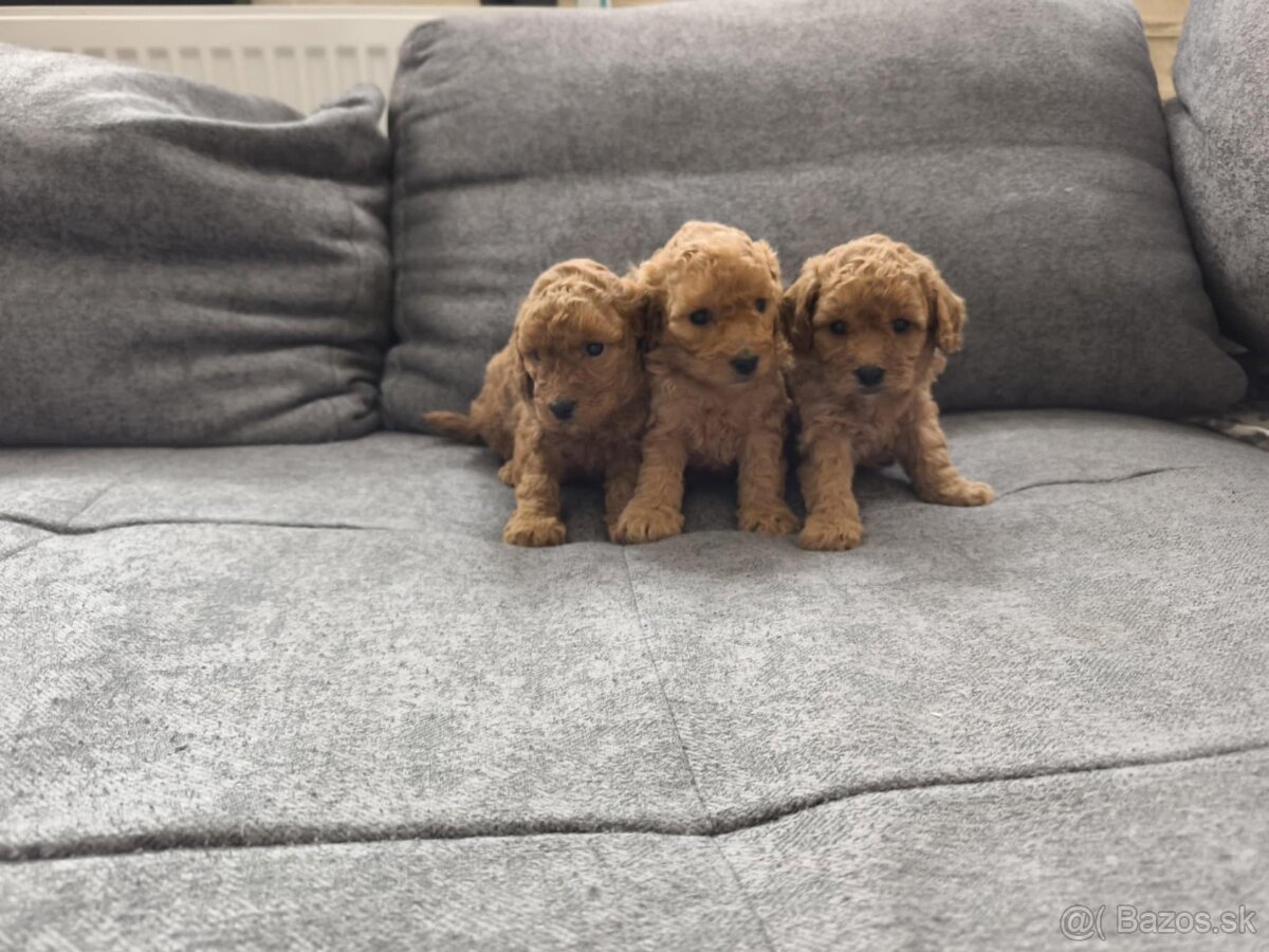 Toy Pudel / fenka / chalpec