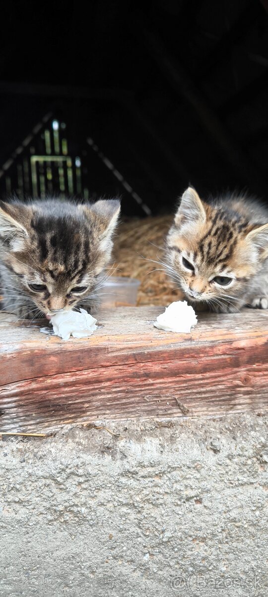 🐱 Darujem dve krásne tigríkové mačiatka 🐱