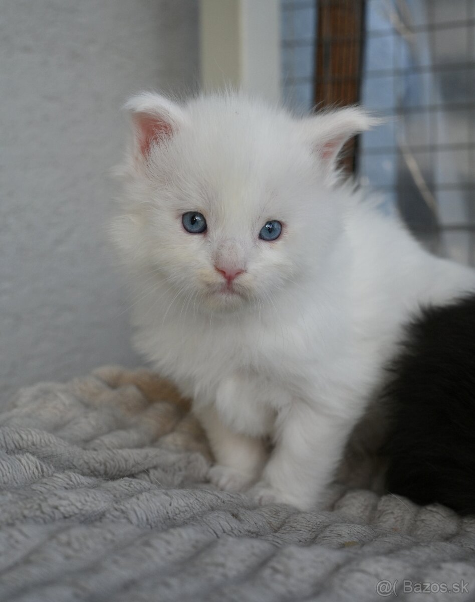 Mainská mývalia - maine coon - MCO - modrooka mačička