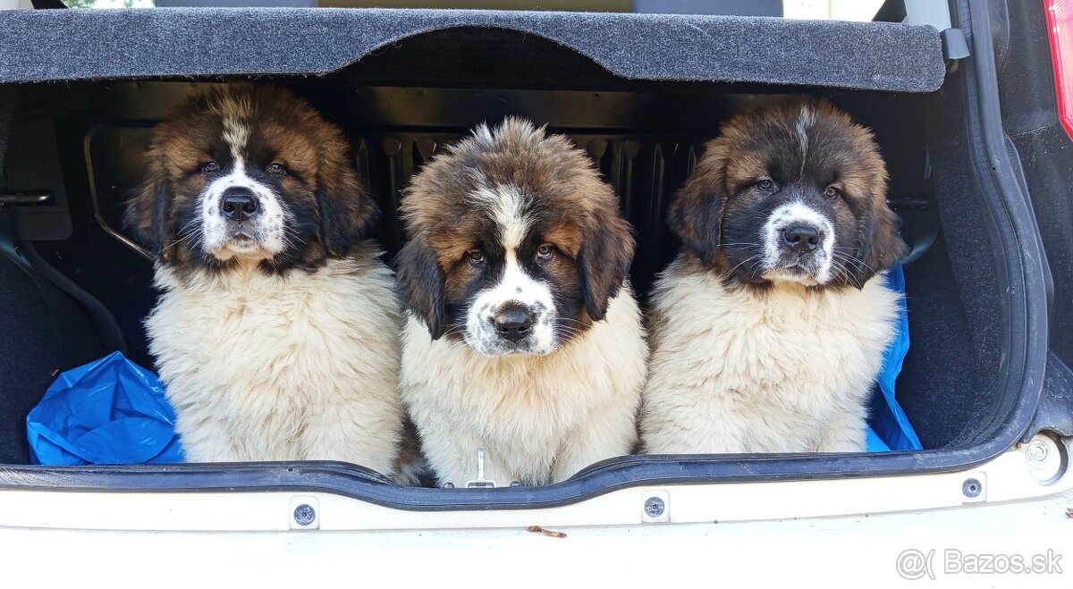 Moskovský strážny pes – 2 voľní psi (vrh B)