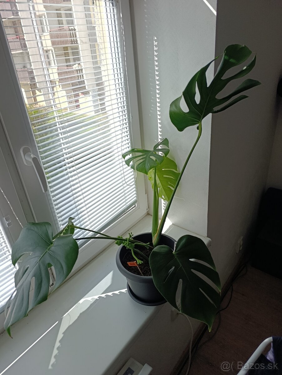 Monstera deliciosa hľadá domov