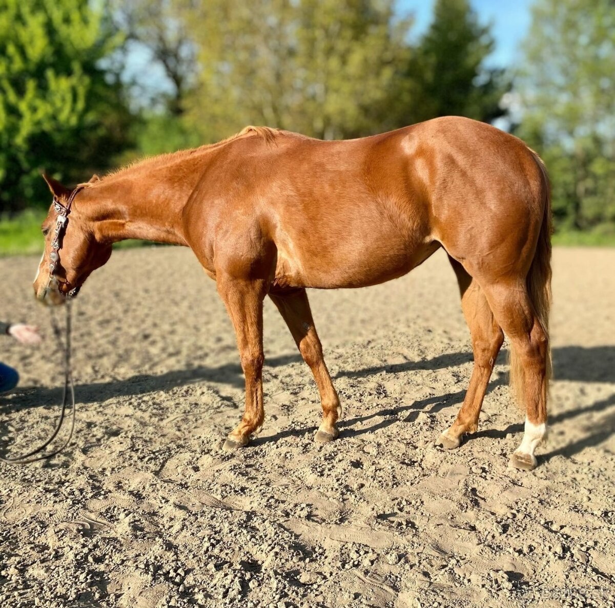 3 ročná PH kobyla