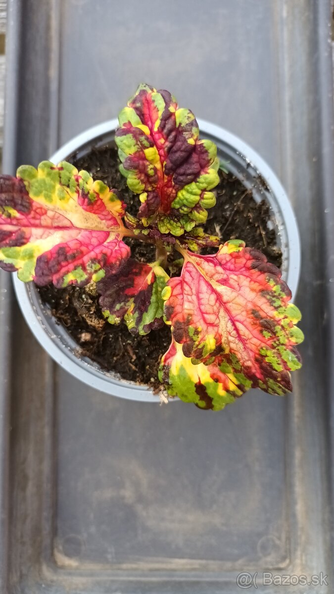 Coleus