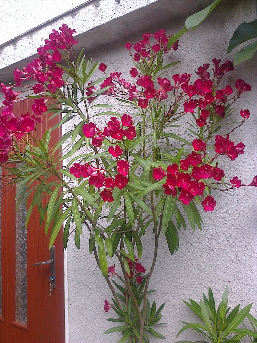 Oleander, hortenzia, trúbkovec.