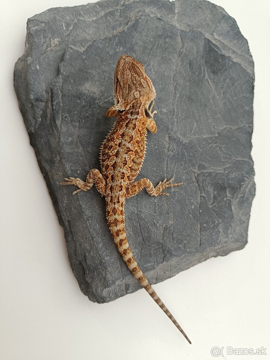 Agama bradatá - predám mláďatá