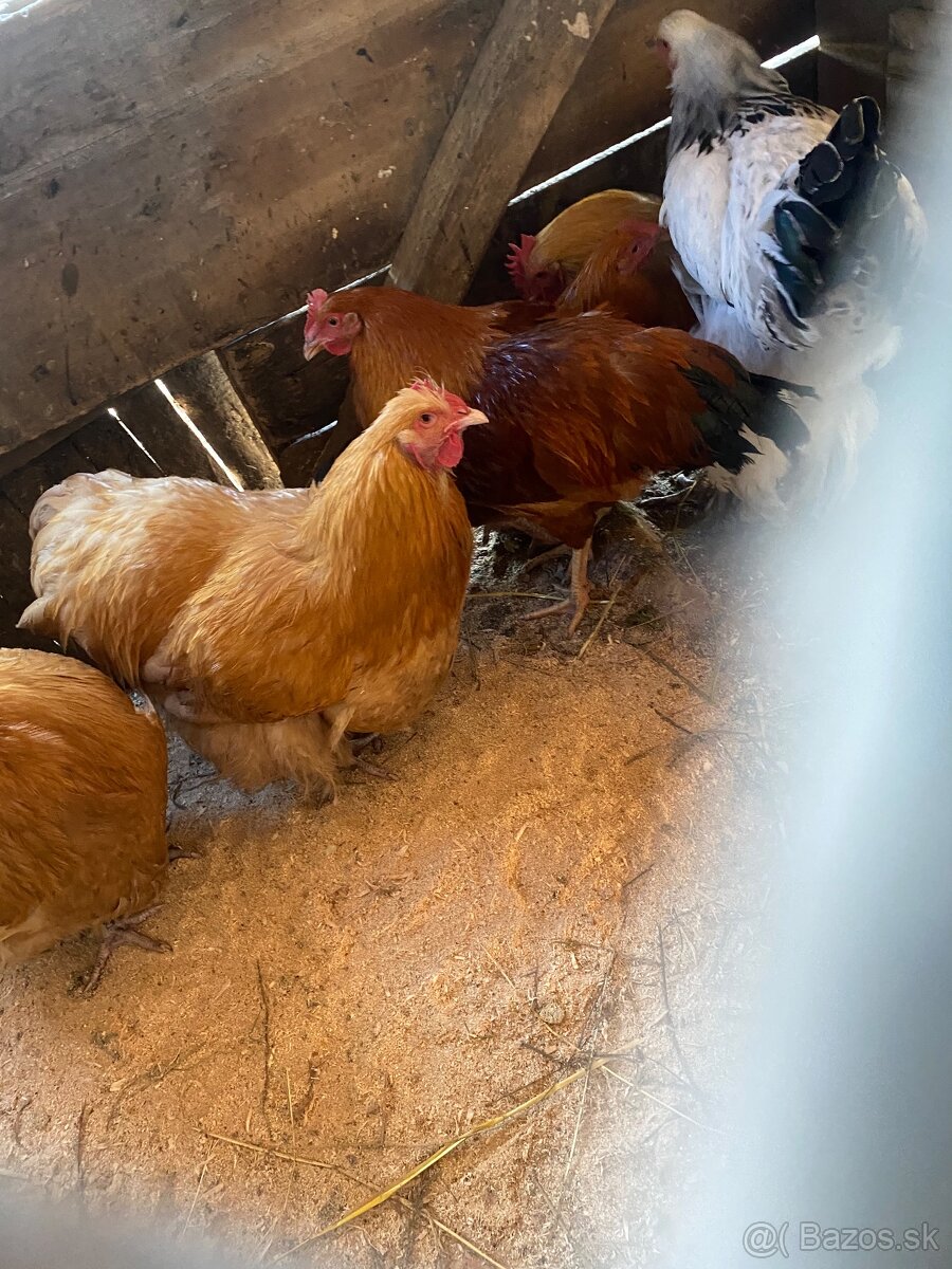 Predam orpinghton kohuta