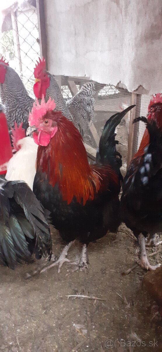 Kohúti maranské medenokrké