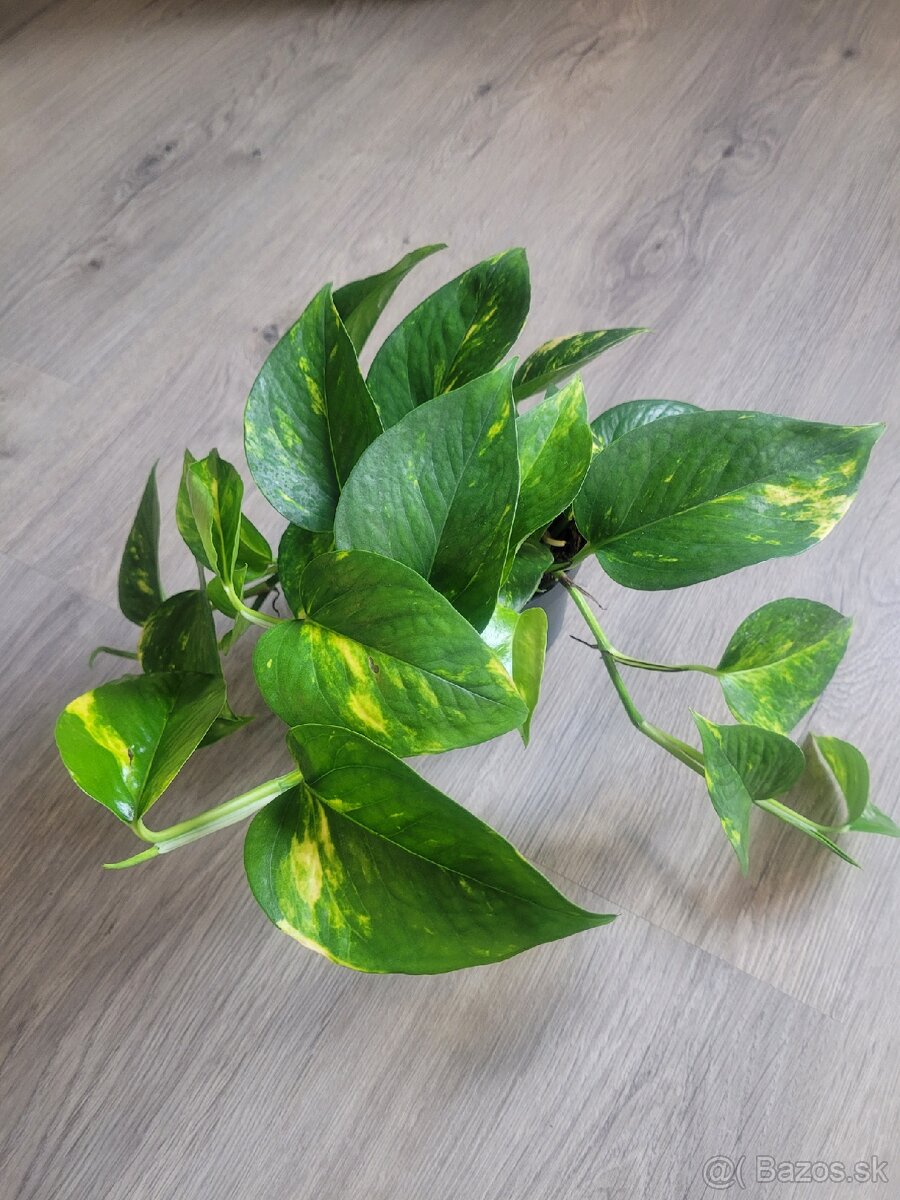 Potosovec epipremnum