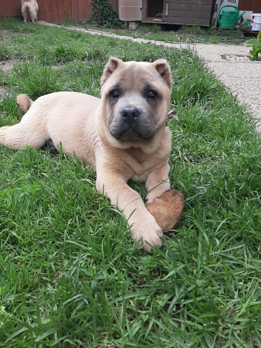 Kríženec American bully