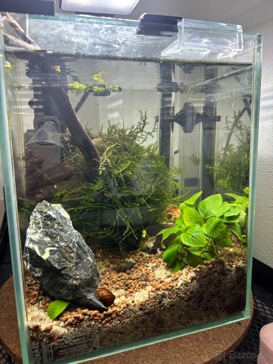 Akvárium Shrimp Set 10l