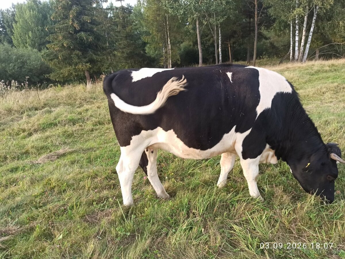 Predám vysokotelnú jalovicu