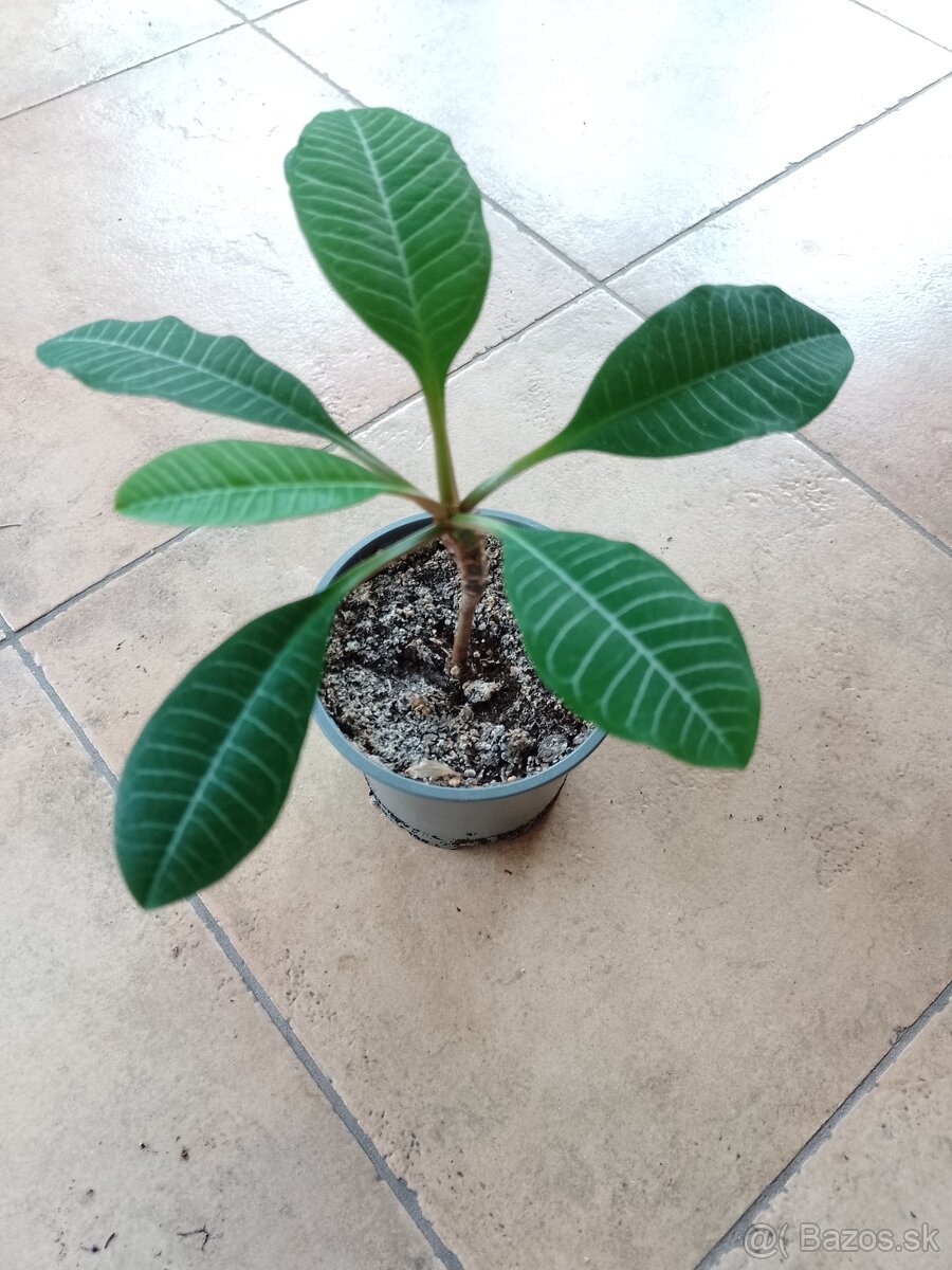 Prištec Euphorbia 1ks/3€+pošta