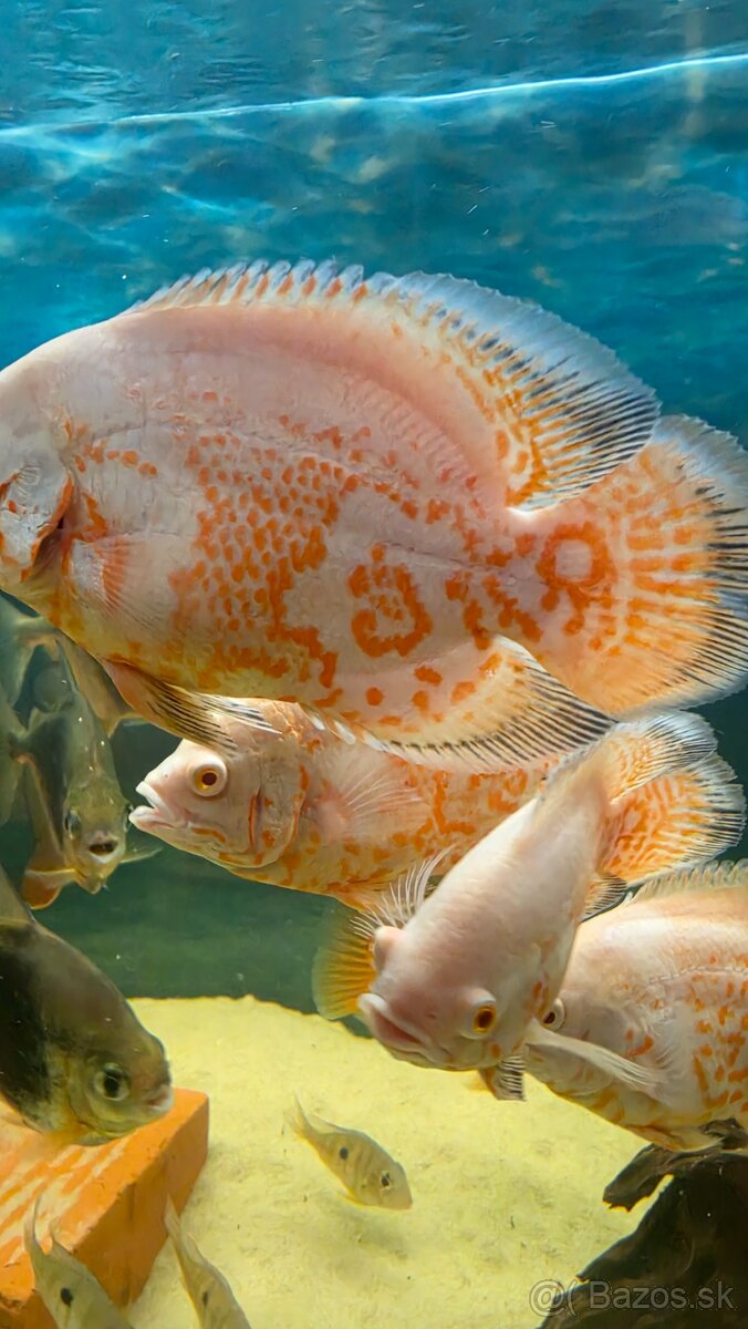 Ocellatus nemo