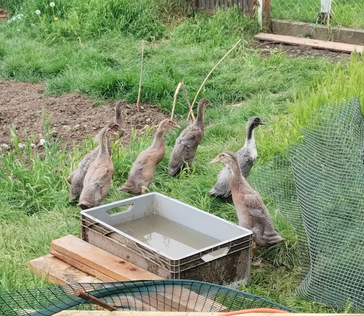 Kacatka IB
