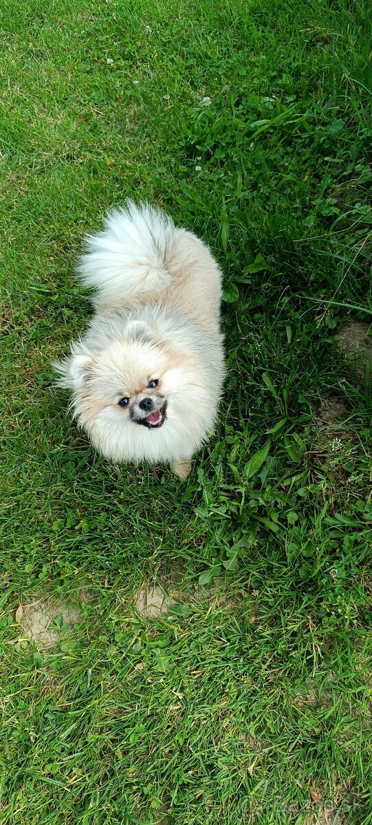 Pomeranian