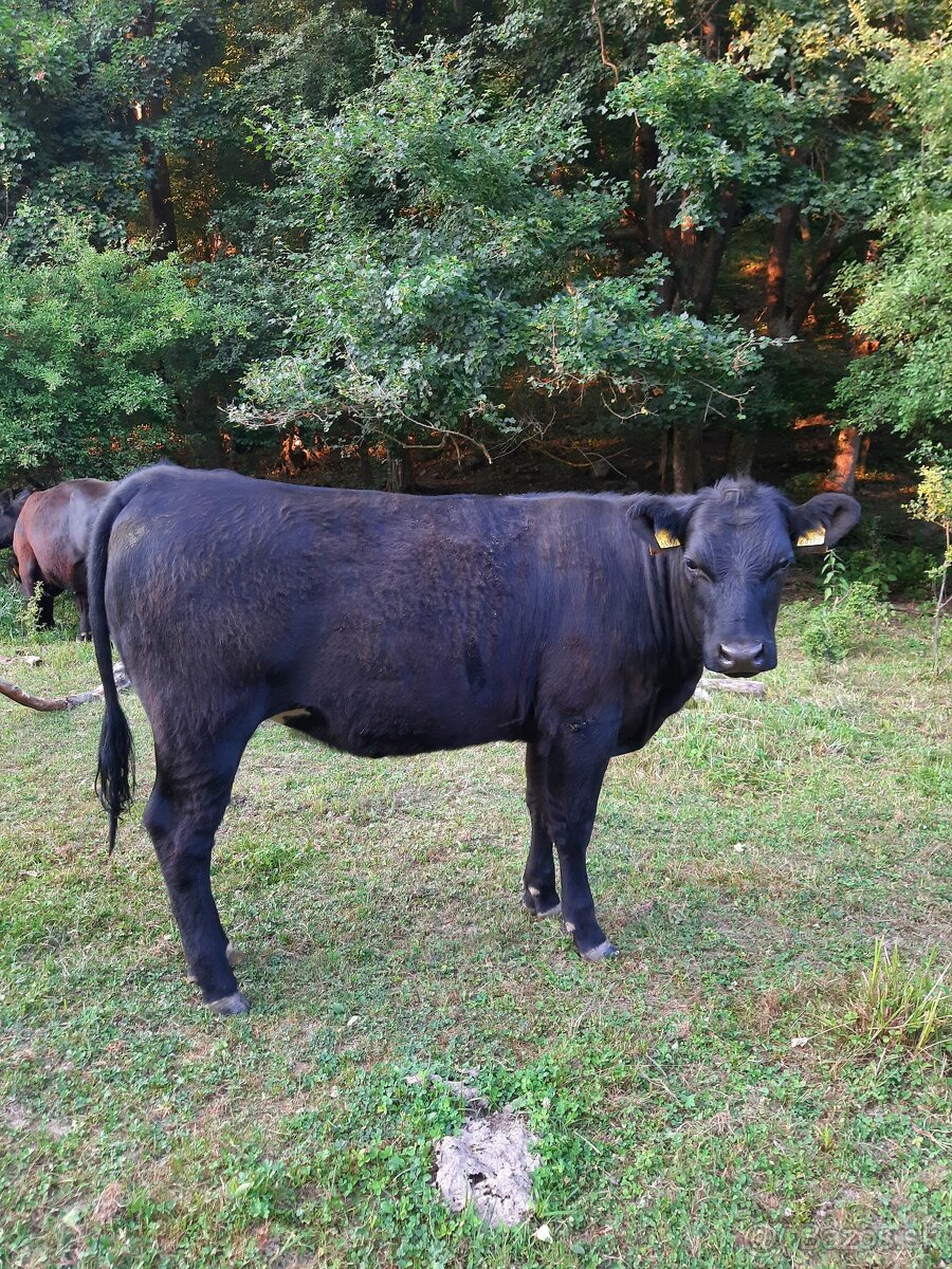 Jalovice Aberdeen angus