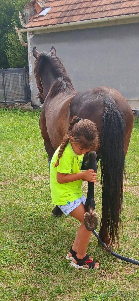 Vymenim sportovy pony valach
