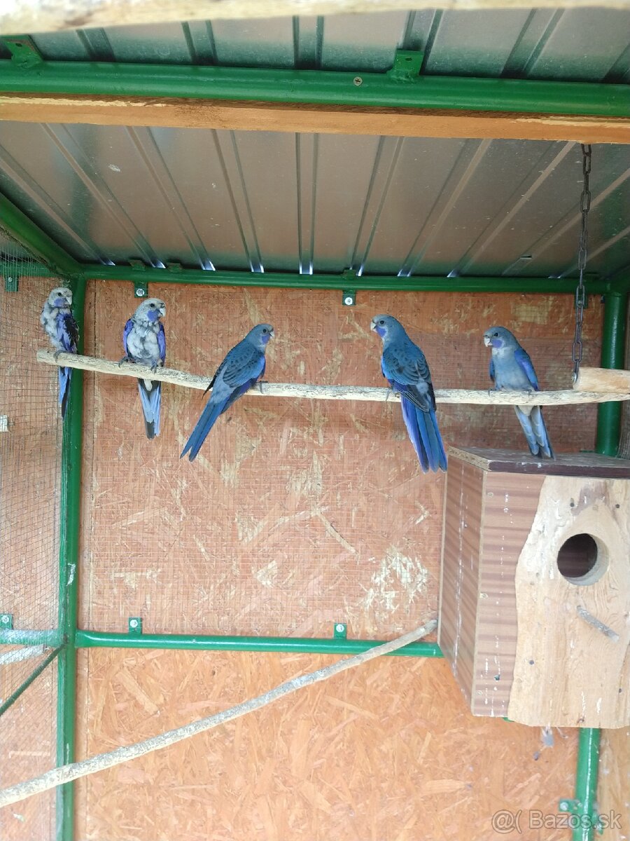 Penant modrý