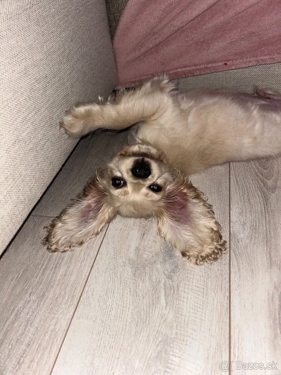 Americký kokerspaniel / kokeršpaniel / koker / kokršpaniel