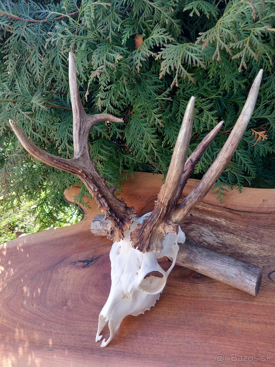 Trofej Rarita Paroh Parožie Zhody Parohy Srnec