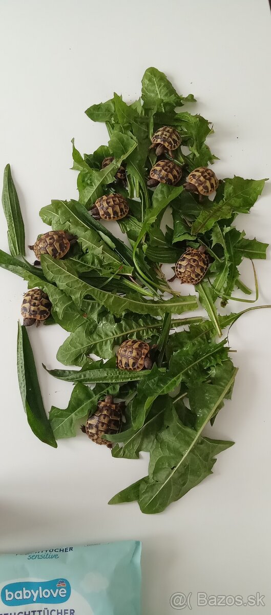 Suchozemské korytnačky zelenkaste