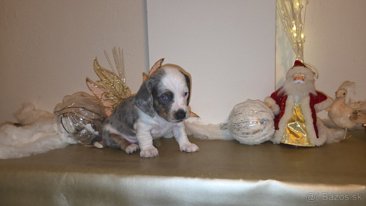 Jazvečík trpasličí šteniatka