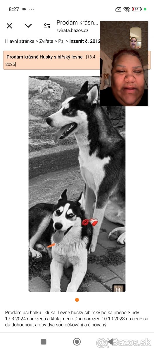 Prodám krásné Husky sibiřský levne