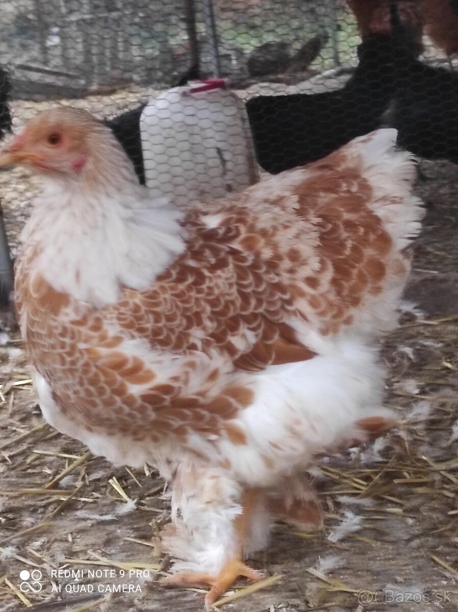 Brahmanka araucana