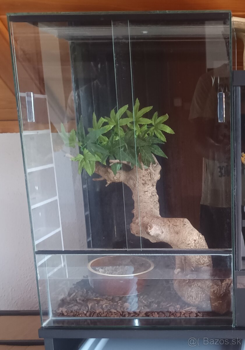 Terarium