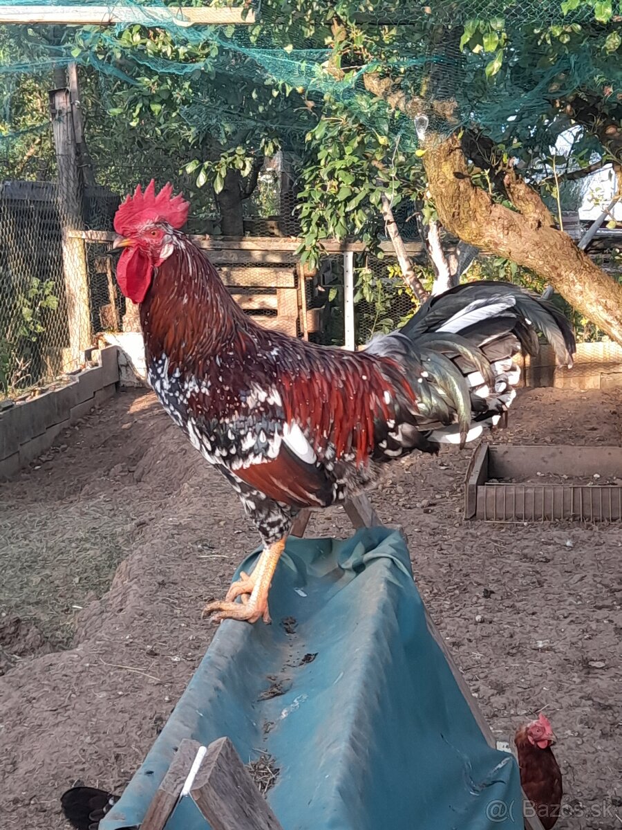 Kohut