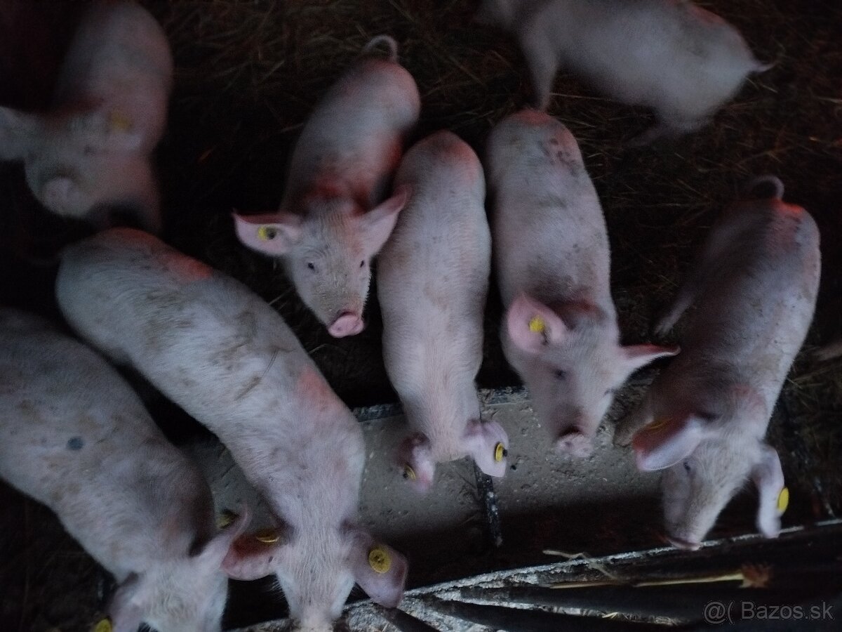 Predám odstavčatá