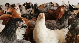 Predaj Mladok viac druhov farieb pred znáškou