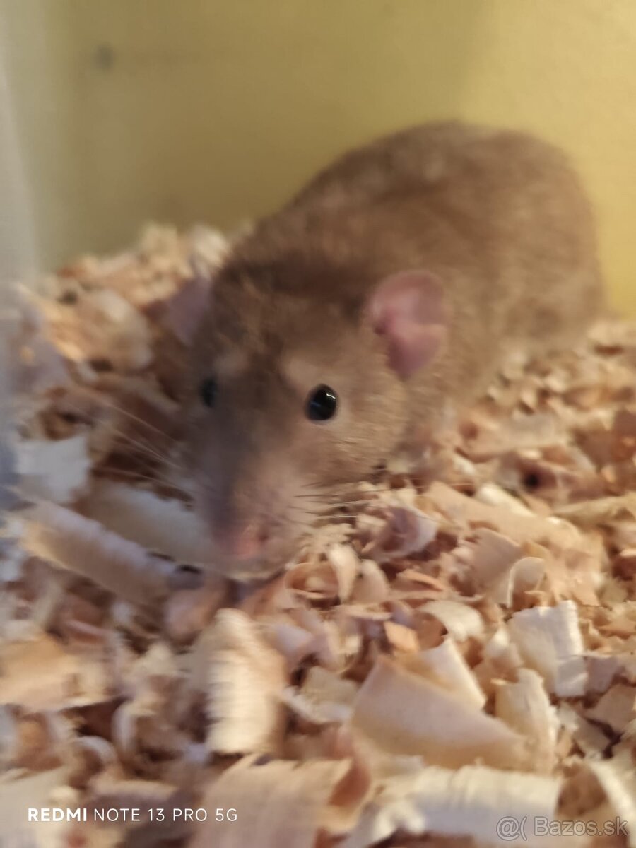 Darujem dospelé Dumbo potkany