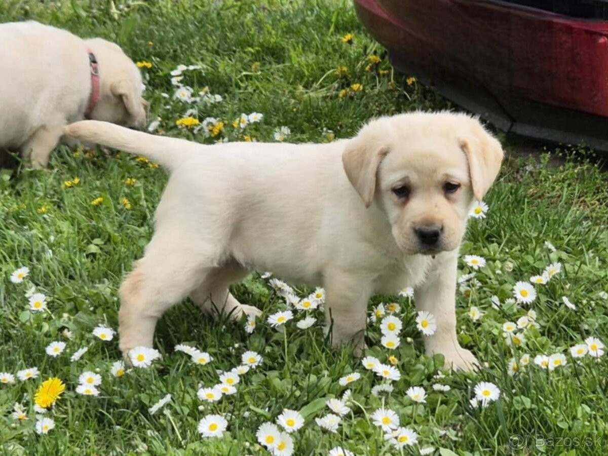 Labrador s PP